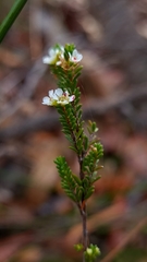 Baeckea brevifolia