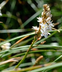 Trachyandra smalliana