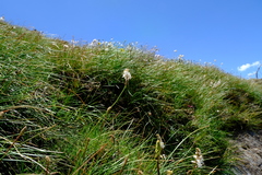 Trachyandra smalliana