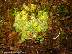 Draba aretioides
