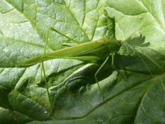 Phaneroptera sparsa