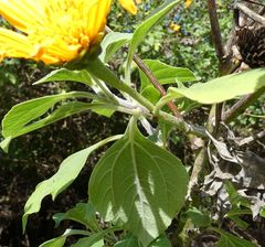 Tithonia diversifolia image