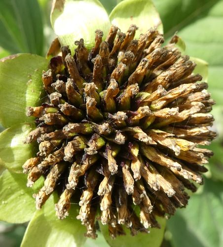 Tithonia diversifolia image