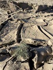 Chaenactis carphoclinia