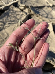 Chaenactis carphoclinia