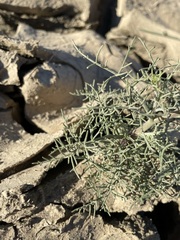 Chaenactis carphoclinia