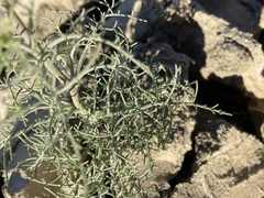 Chaenactis carphoclinia