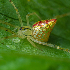 Thwaitesia margaritifera