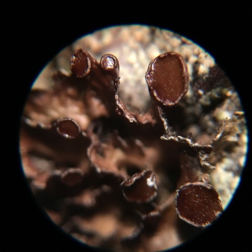 Cetraria sepincola image