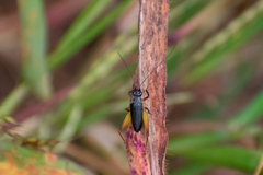 Trigonidium cicindeloides