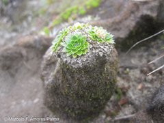 Eudema nubigena