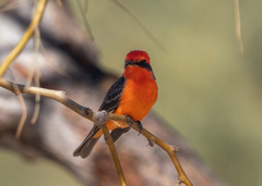 Pyrocephalus rubinus