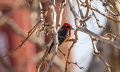 Pyrocephalus rubinus