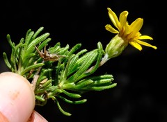Arrowsmithia pulvinaris