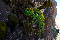 Arrowsmithia pulvinaris