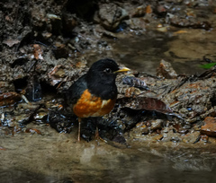 Turdus dissimilis