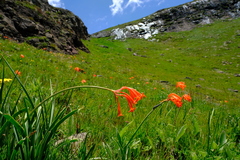 Cyrtanthus epiphyticus