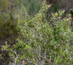Melaleuca thymoides