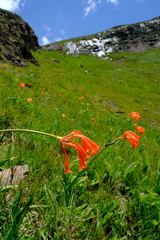 Cyrtanthus epiphyticus