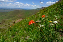 Cyrtanthus epiphyticus