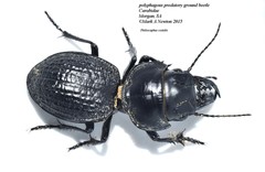 Philoscaphus costalis