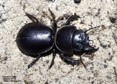 Scaraphites hirtipes