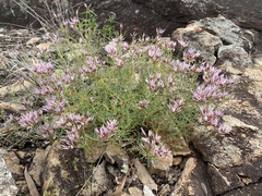 Polycarpaea spirostylis