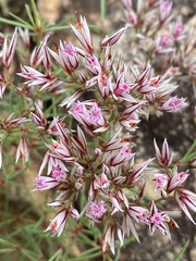 Polycarpaea spirostylis