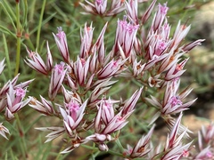 Polycarpaea spirostylis