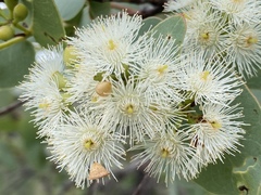 Eucalyptus shirleyi