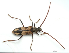 Phoracantha cruciata