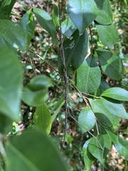 Ctenomorpha marginipennis