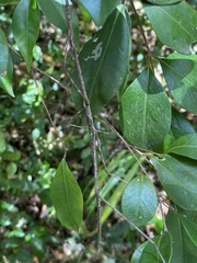 Ctenomorpha marginipennis