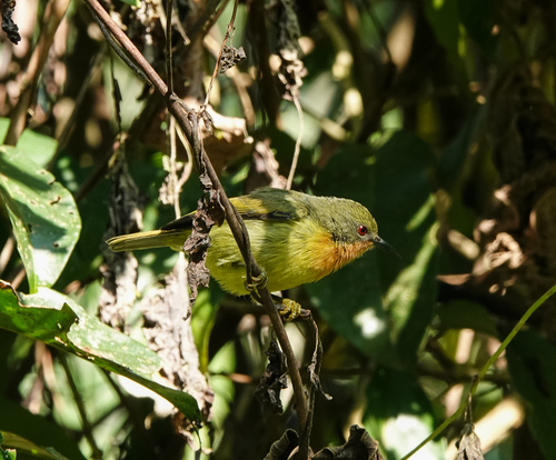 Ruby-cheeked Sunbird (Chalcoparia singalensis), photo 6