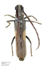 Scolecobrotus bimaculatus