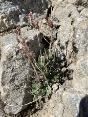 Dudleya abramsii affinis