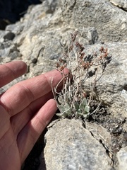 Dudleya abramsii affinis