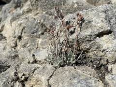 Dudleya abramsii affinis