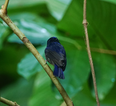 Niltava macgrigoriae