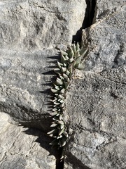 Dudleya abramsii affinis