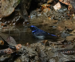 Niltava macgrigoriae