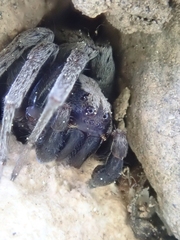 Alopecosa albofasciata
