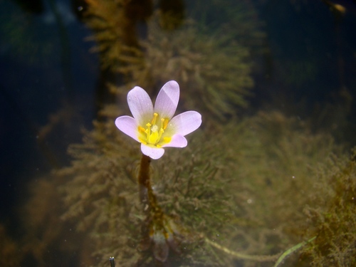 fishgrass (Cabomba haynesii)