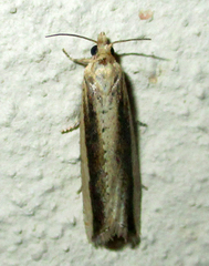 Angustalius malacellus