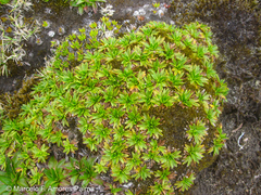 Azorella aretioides