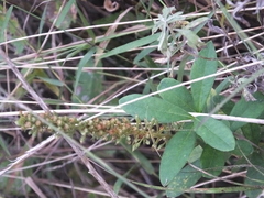 Lysimachia barystachys