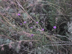 Cirsium chinense