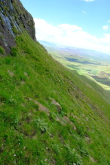 Breviceps verrucosus