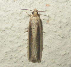 Angustalius malacellus