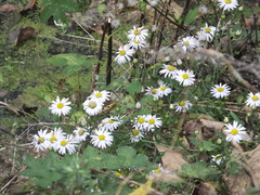 Aster hispidus